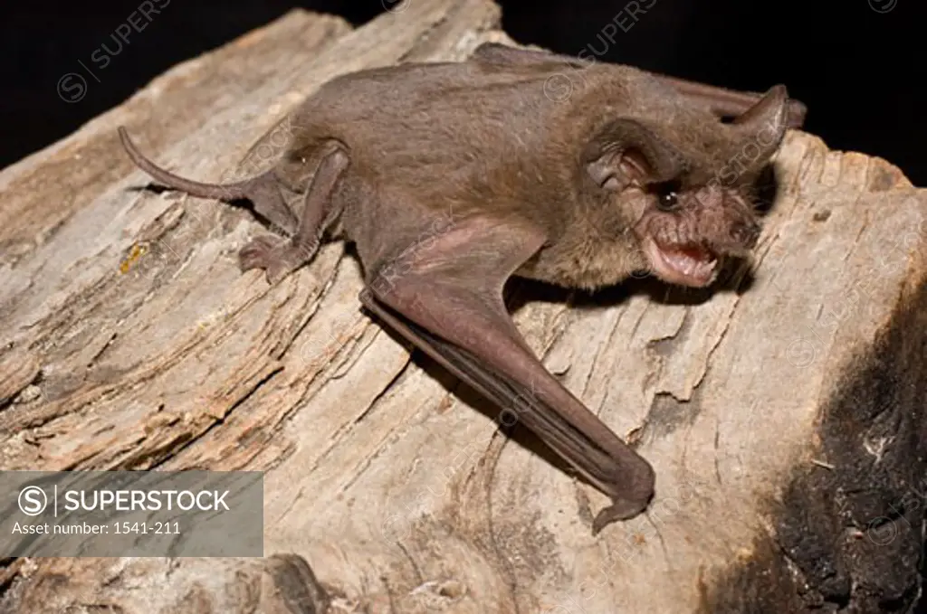 Close-up of a Brazilian Free-Tailed Bat (Tadarida brasiliensis) on a rock