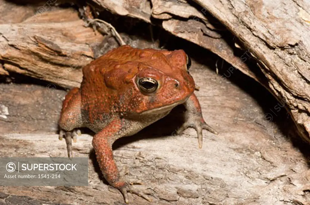 Close-up of a Southern Toad (Bufo terrestris) on a fallen tree