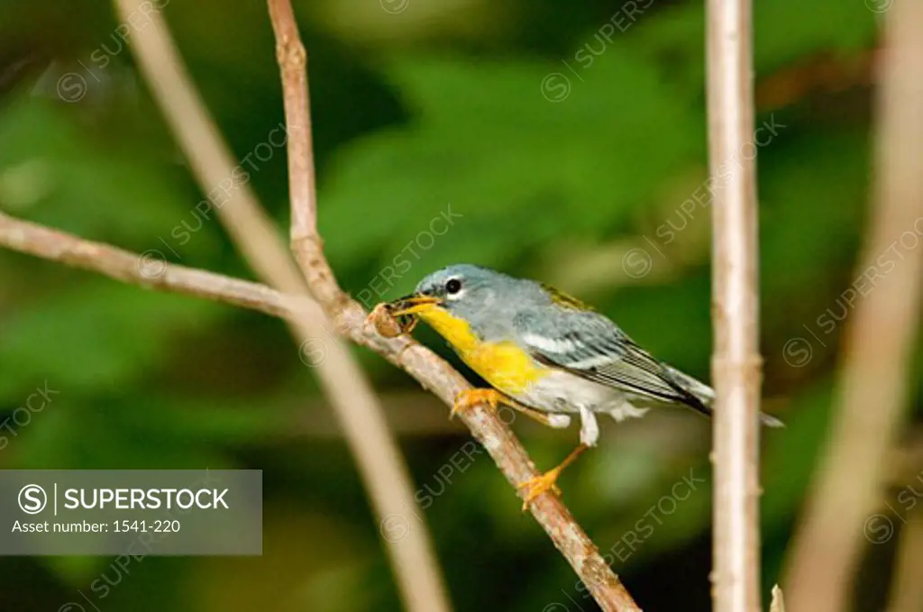 Close-up of a Northern Parula (Parula americana) with a spider in its beak perching on a tree branch