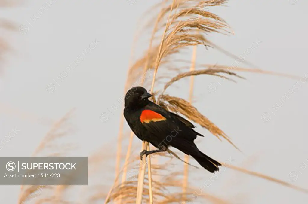 Close-up of a Red-Winged Blackbird (Agelaius phoeniceus) perching on a wheat plant
