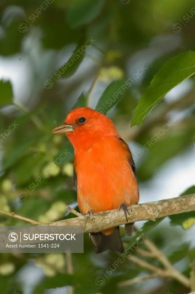 Close-up of a Scarlet Tanager (Piranga olivacea) perching on a tree branch