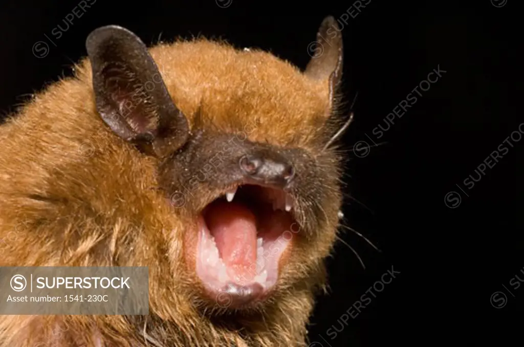 Close-up of a Big Brown Bat (Eptesicus fuscus)