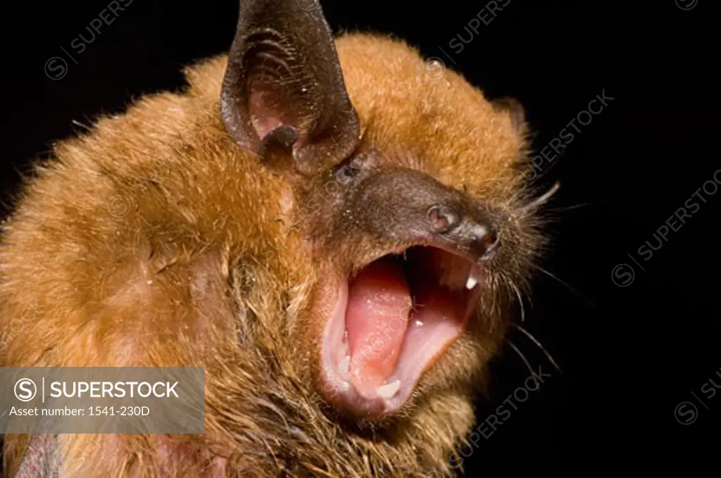 Close-up of a Big Brown Bat (Eptesicus fuscus)