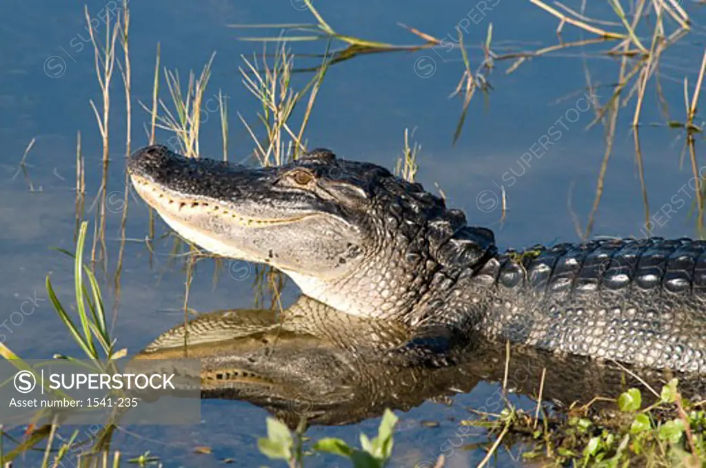 American alligator (Alligator mississipiensis) swimming in a lake