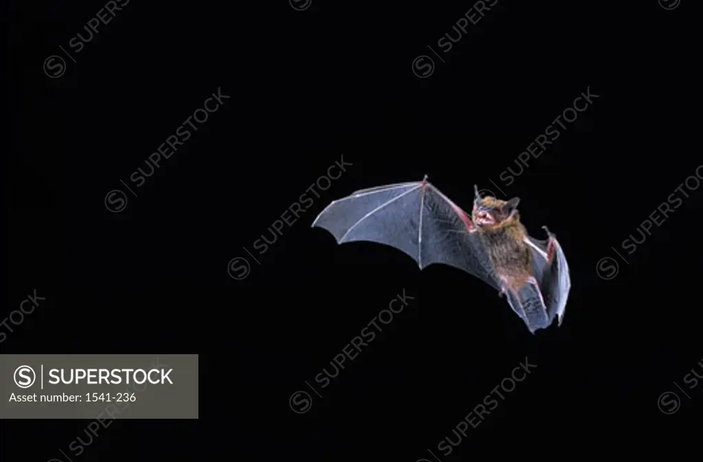 Low angle view of a Big Brown bat (Eptesicus fuscus) flying at night