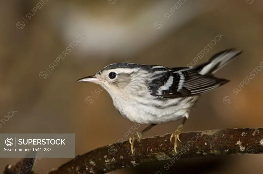 Close-up of a Black-And-White warbler (Mniotilta varia) perching on a branch