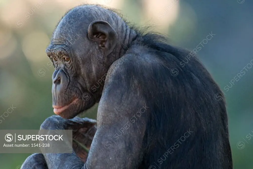 Close-up of a Bonobo (Pan paniscus)