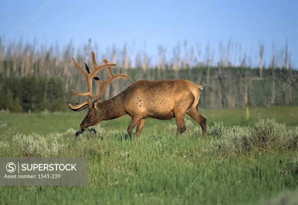 Side profile of a Bull elk (Cervus elaphus) grazing in a forest
