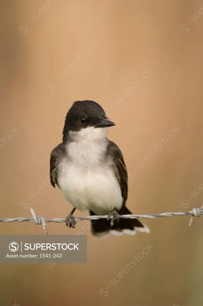 Close-up of an Eastern kingbird (Tyrannus tyrannus) perching on a barbed wire