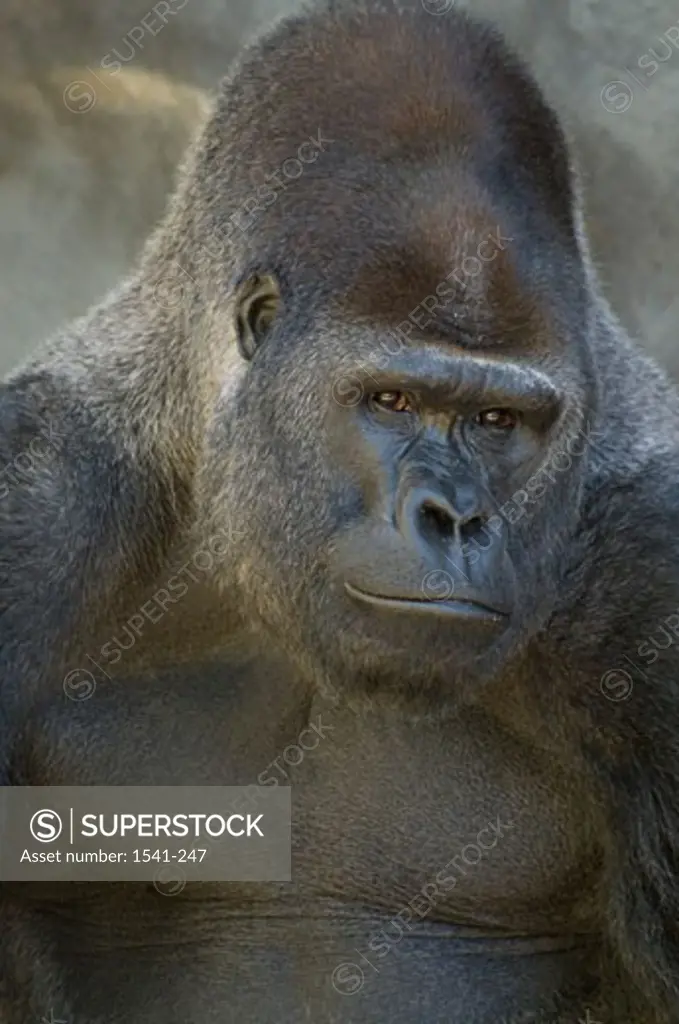 Close-up of a Western Lowland gorilla (Gorilla gorilla gorilla)