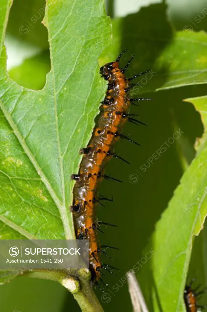 Close-up of a Gulf Fritillary butterfly larva (Agraulis vanillae) on a leaf