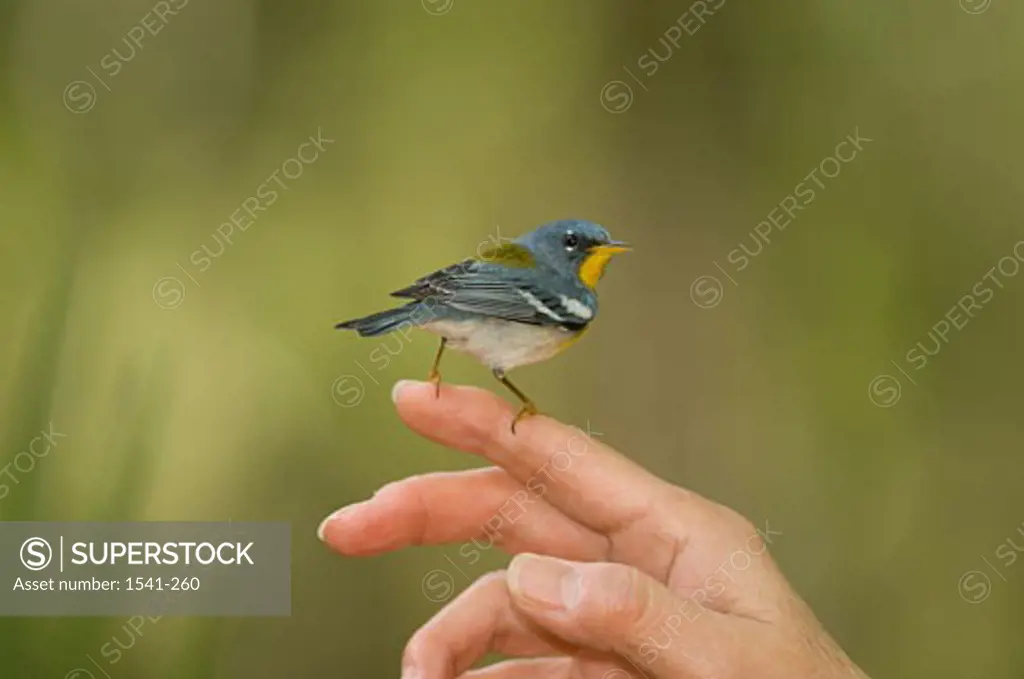 Side profile of a Northern parula (Parula americana) perching on a person's finger