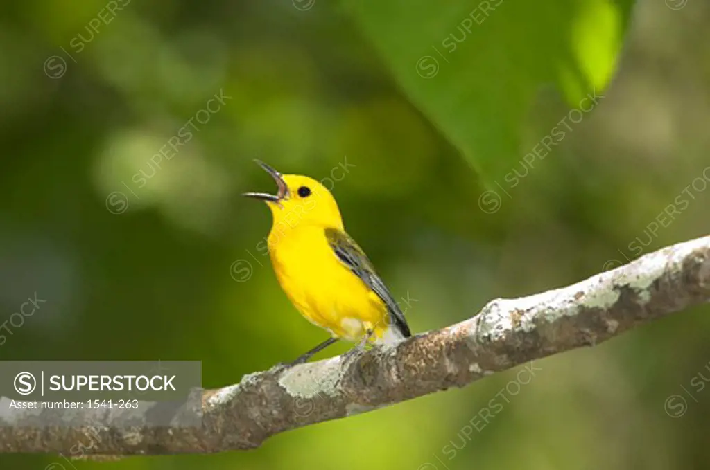 Side profile of a Prothonotary warbler (Protonotaria citrea) perching on a branch of tree