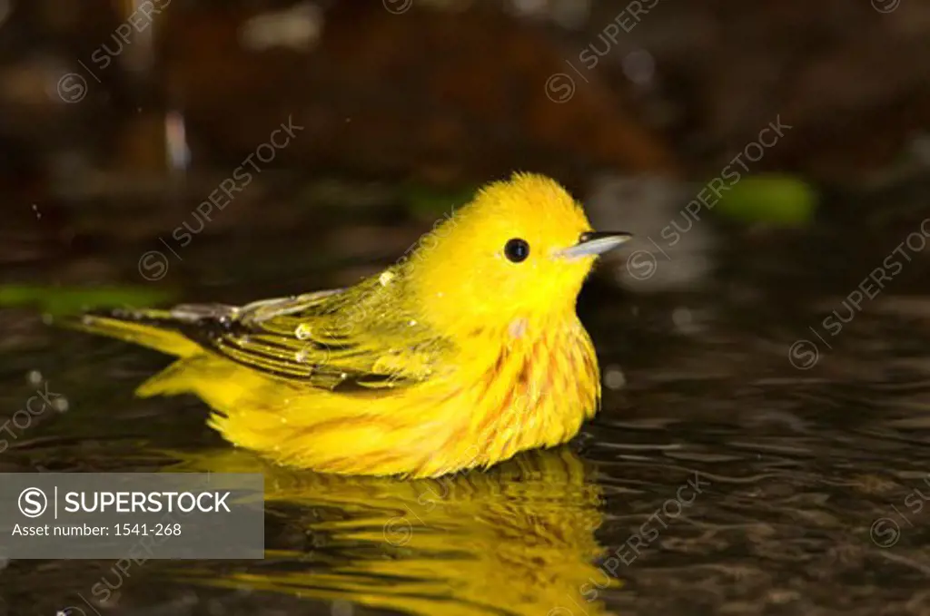 Close-up of a Yellow warbler (Dendroica petechia) swimming in a lake