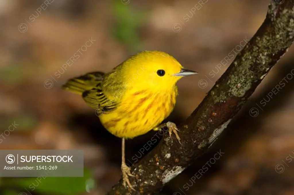 Close-up of a Yellow warbler (Dendroica petechia) perching on a branch of tree