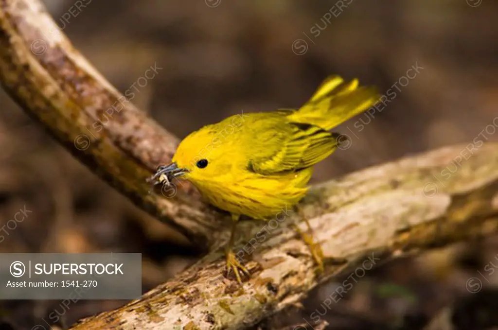 Close-up of a Yellow warbler (Dendroica petechia) perching on a branch of tree