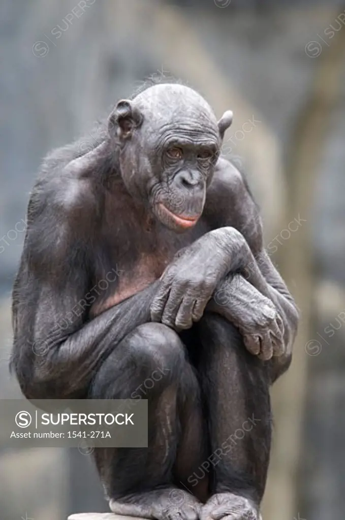 Portrait of a Bonobo (Pan paniscus) sitting on a tree stump
