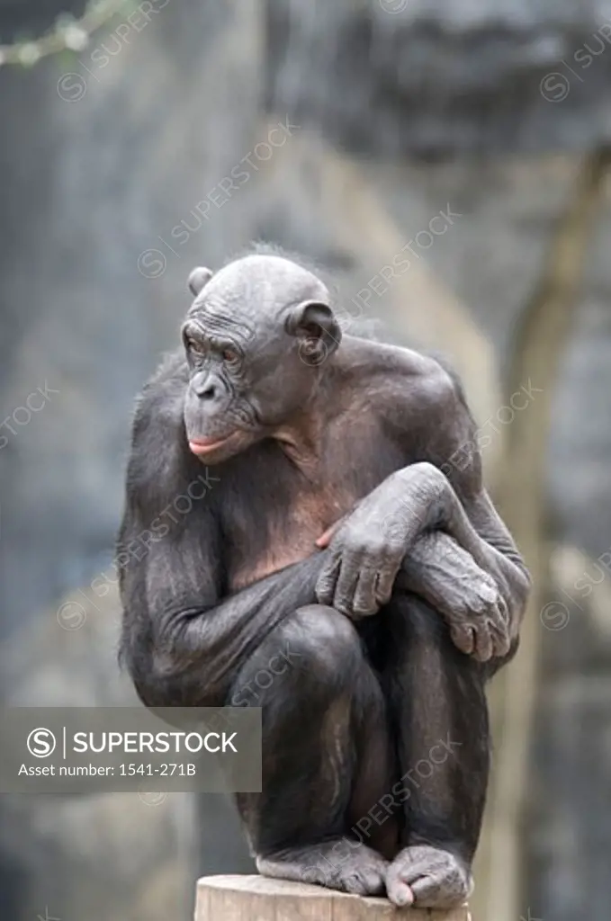 Close-up of a Bonobo (Pan paniscus) sitting on a tree stump