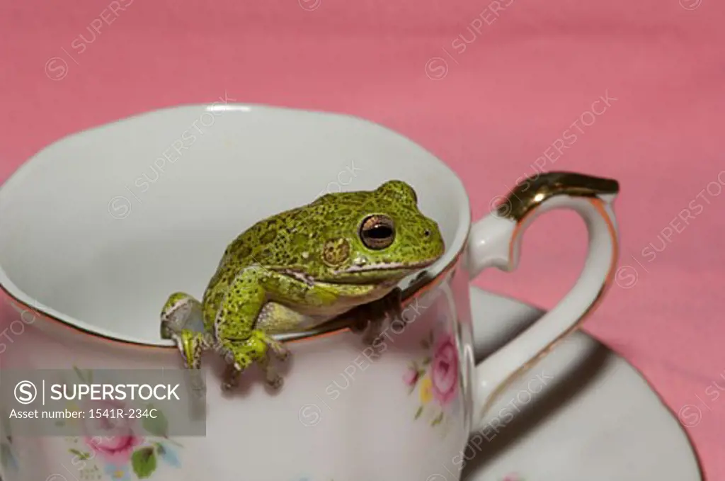 Close-up of a Barking Tree frog (Hyla gratiosa) peeking from a tea cup