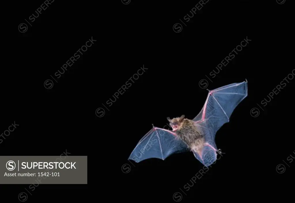 Low angle view of a Big Brown Bat flying at night (Eptesicus fuscus)