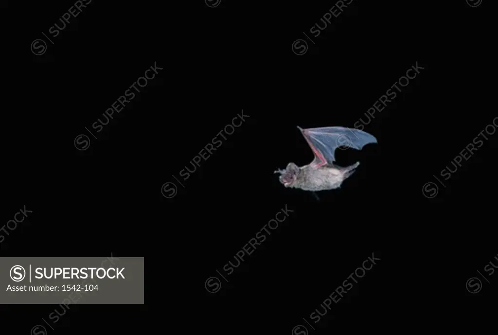 Low angle view of a Mexican Free-tailed Bat flying at night (Tadarida brasiliensis)