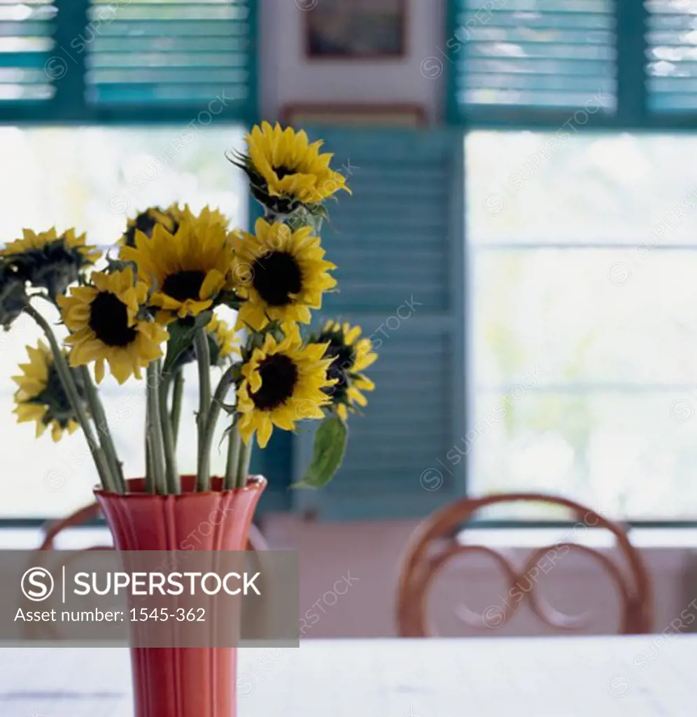 Close-up of a bunch of sunflowers in a vase (Helianthus annuus)