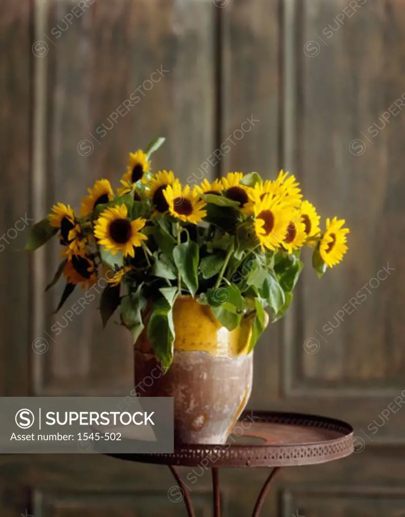 Close-up of sunflowers in a vase on a table (Helianthus annuus)