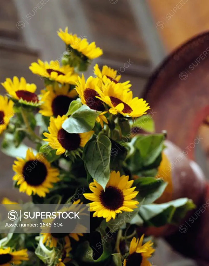 Close-up of sunflowers in a vase (Helianthus annuus)