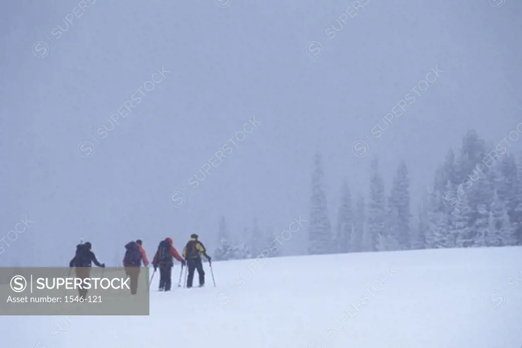 Rear view of four skiers trekking