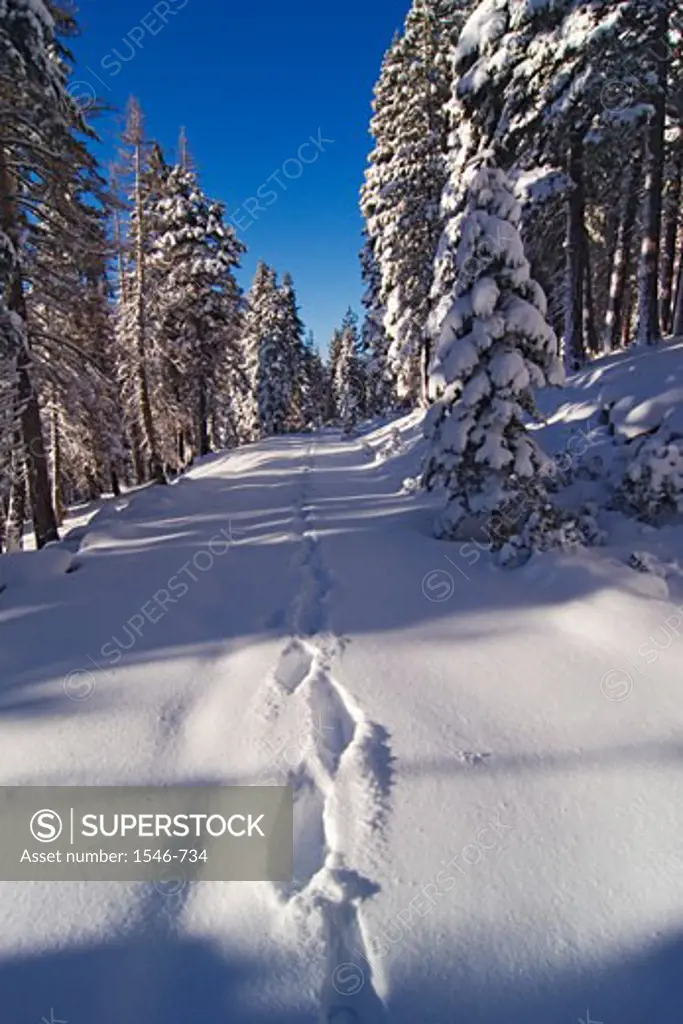 Footprints on a snow covered road, Lake Tahoe, California, USA