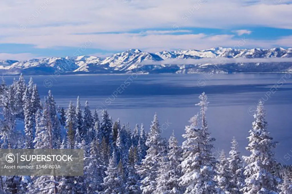 Snow covered trees at the lakeside, Lake Tahoe, California, USA