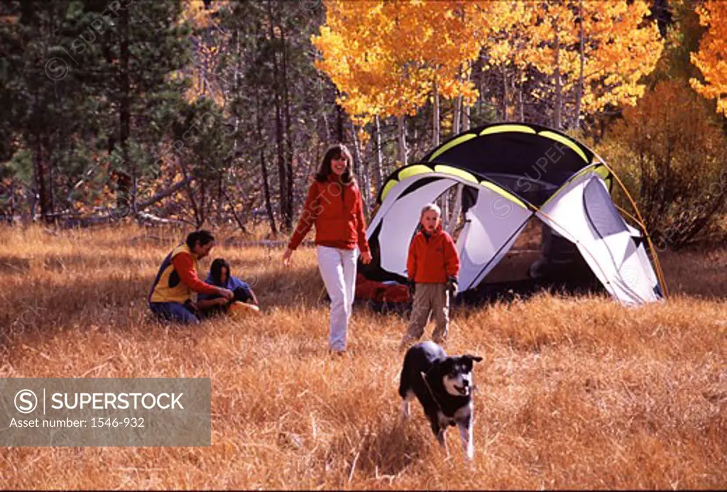 Family at camping in a forest, Truckee, Nevada County, California, USA