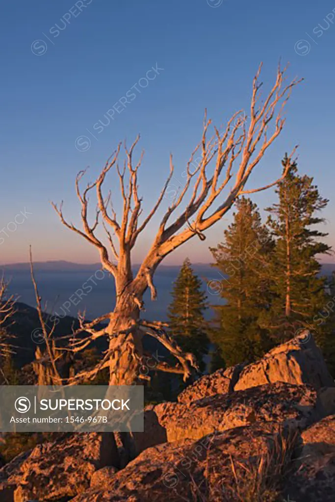 Dead tree at the lakeside, Lake Tahoe, California, USA