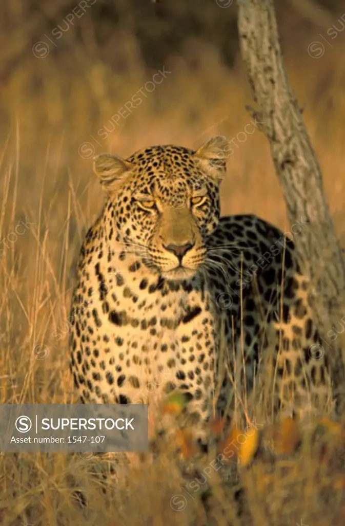 Leopard in a forest (Panthera pardus)