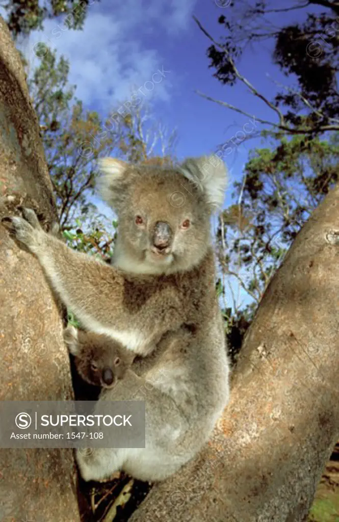 Side profile of a koala and its baby sitting in a tree (Phascolarctos cinereus)