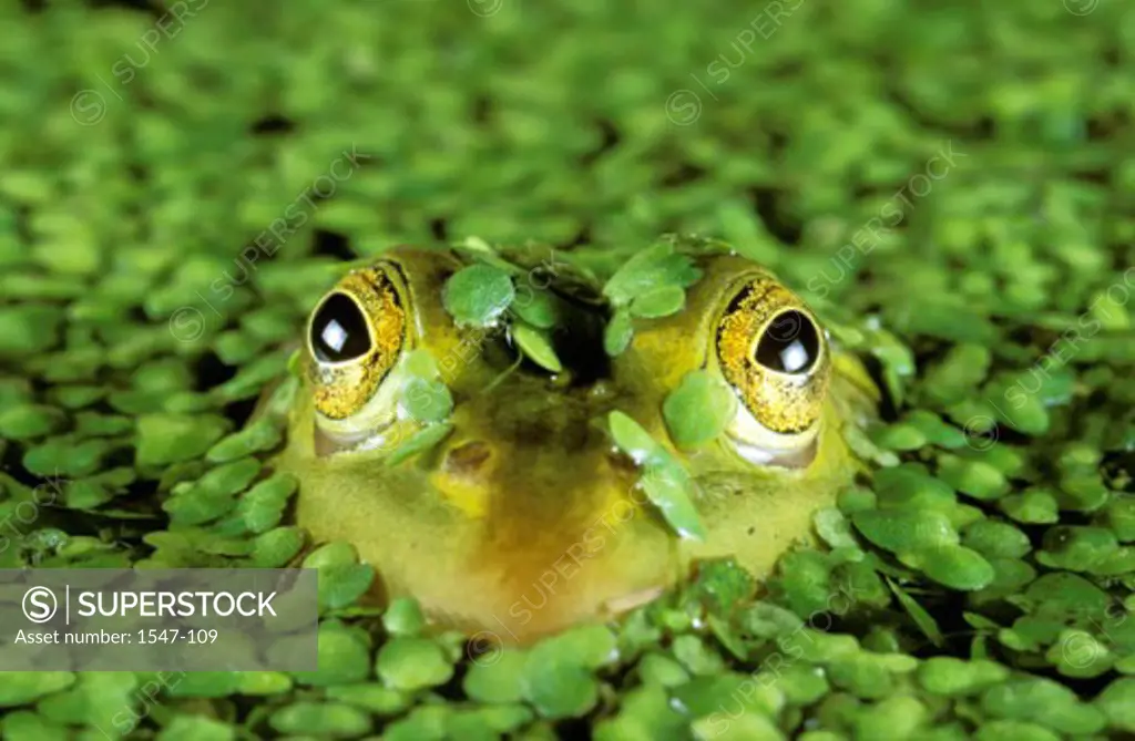 Close-up of a Common European Frog emerging from water (Rana temporaria)