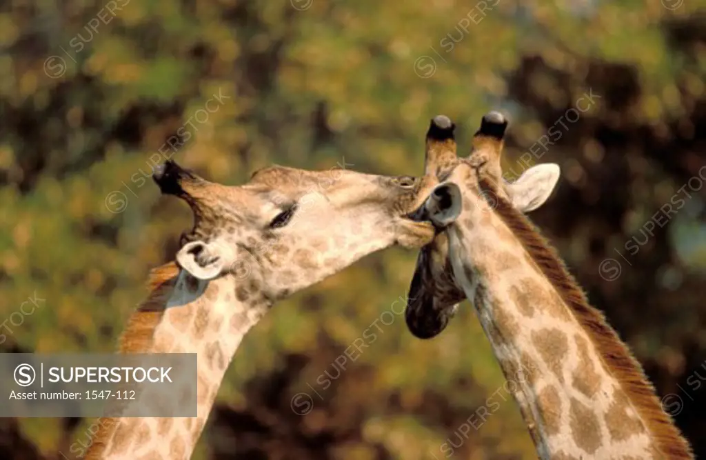 Close-up of two giraffes kissing (Giraffa camelopardalis)