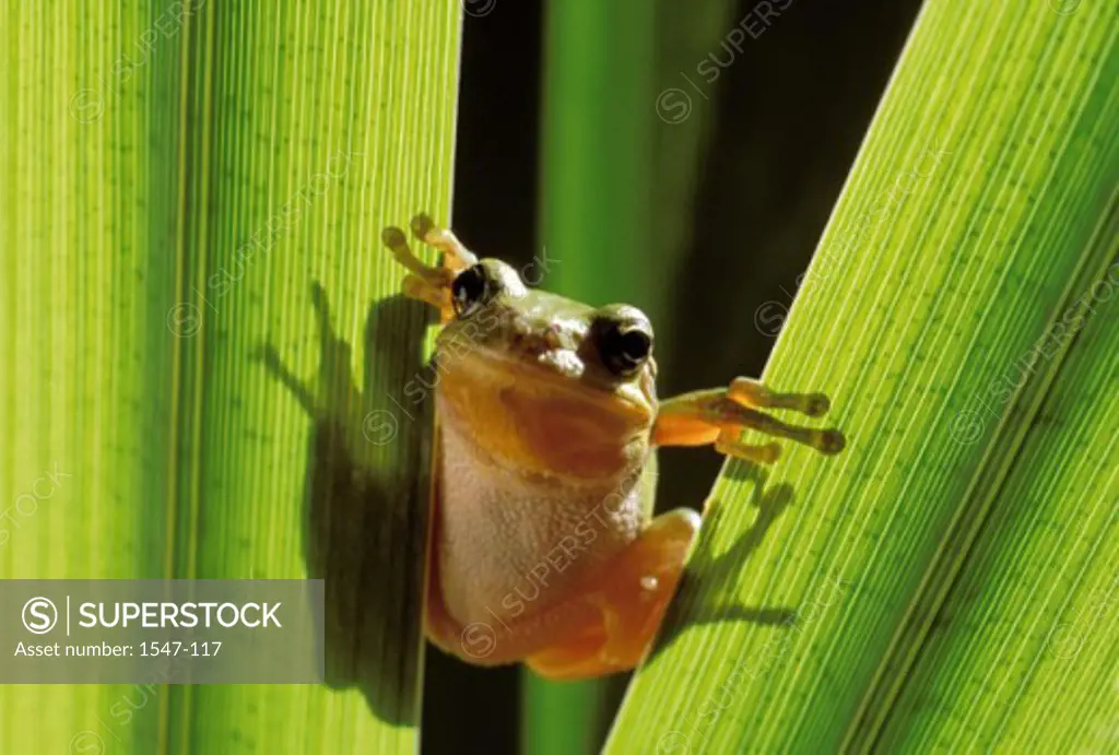 Close-up of an European Tree Frog perching on a leaf