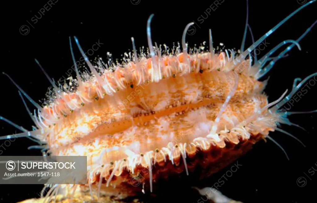 Close-up of a Queen Scallop (Chlamys opercularis )