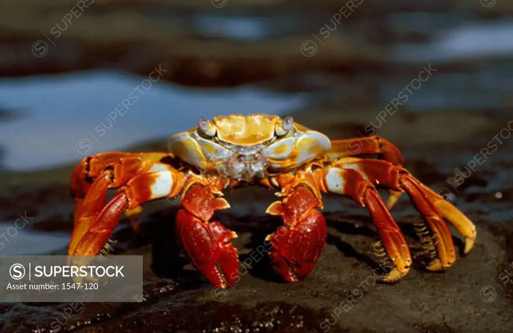 Close-up of a Sally Lightfoot Crab (Grapsus grapsus)