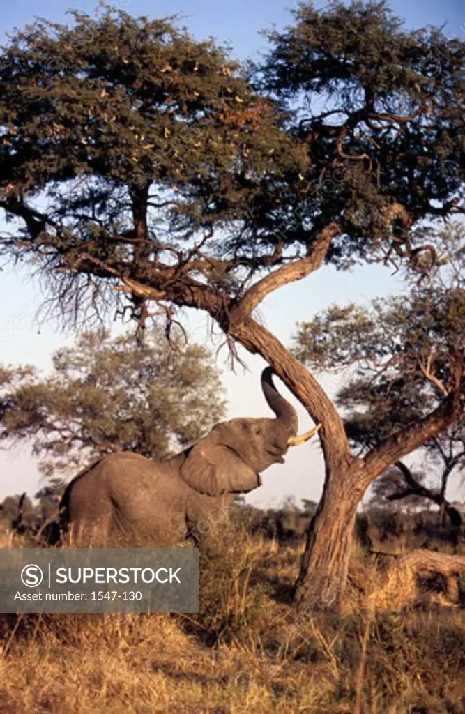 African Elephant standing under a tree