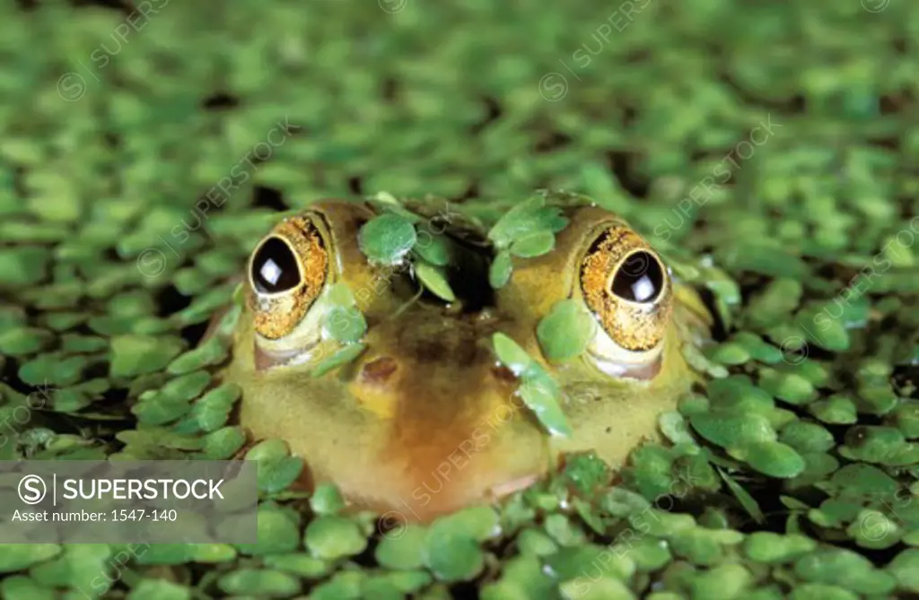 Close-up of a Common Frog emerging from water (Rana temporaria)