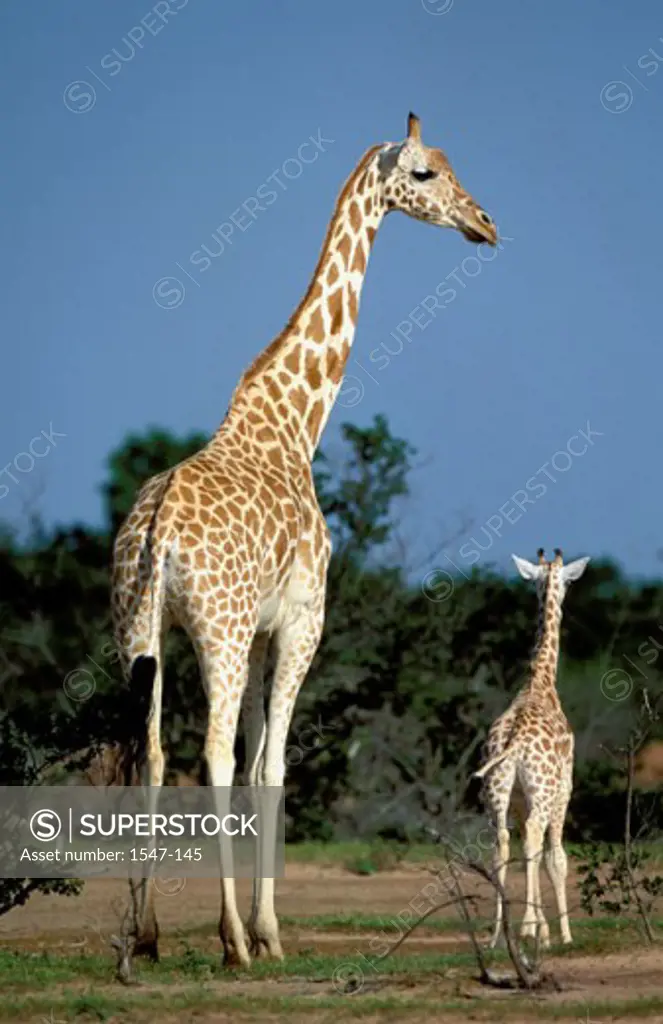 Rear view of two White Giraffes (Giraffa camelopardalis)