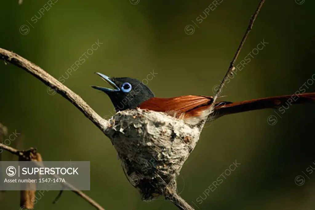 Close-up of a male African Paradise Flycatcher perching on a nest (Terpsiphone viridis)