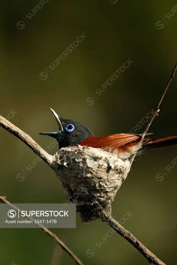 Close-up of an African Paradise Flycatcher perching in a nest (Terpsiphone viridis)