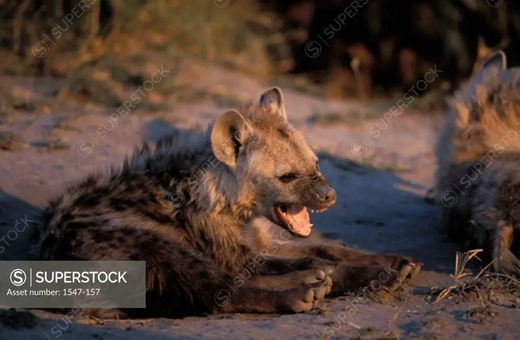 Two Spotted Hyenas yawning (Crocuta crocuta)