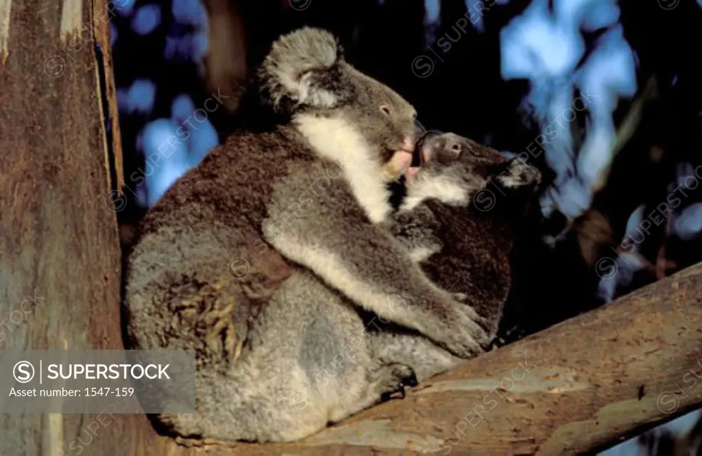 Low angle view of two koalas sitting in a tree (Phascolarctos cinereus)