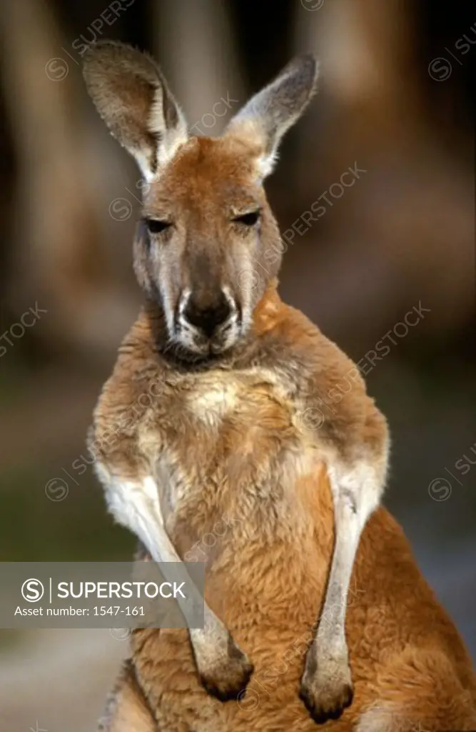 Close-up of a Red Kangaroo (Macropus rufus)