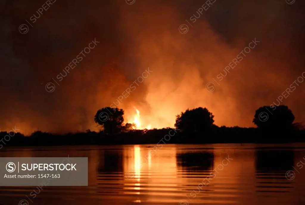 Silhouette of trees in front of a forest fire, Okavango Delta, Botswana, Africa