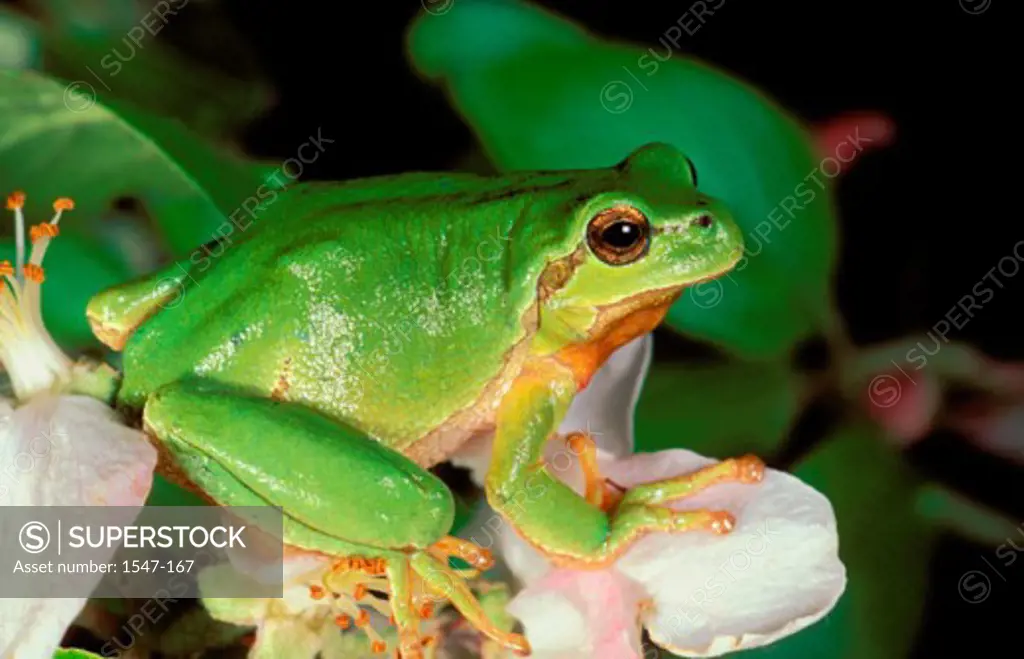 Close-up of Common European Tree Frog